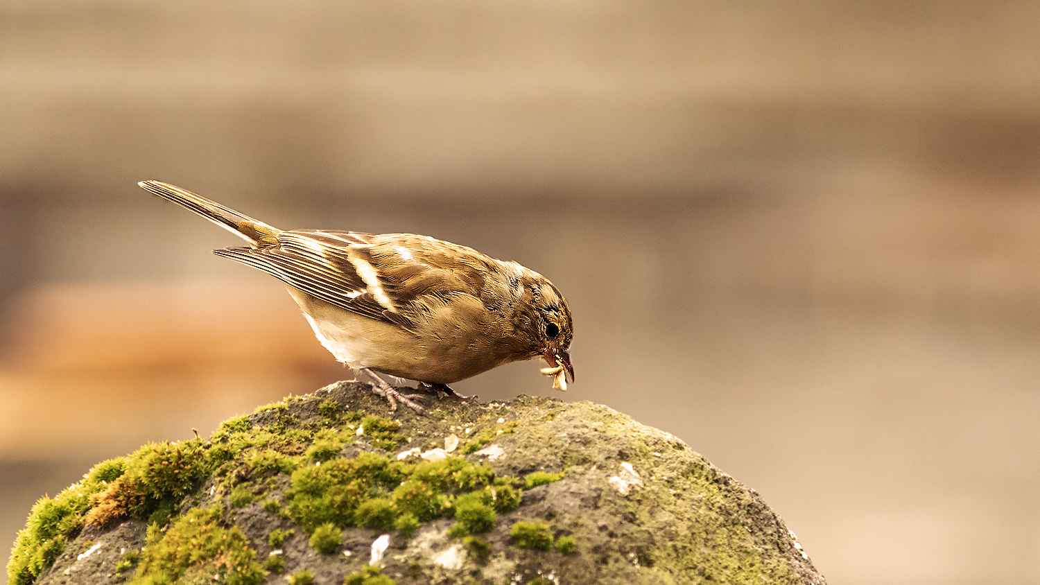 Common Chaffinch